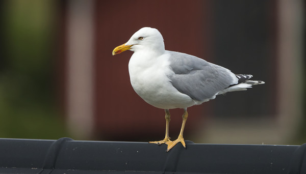 HARMAALOKIT PÄIVYSTÄVÄT KATOILLA RUOKAA SATAMALAHDELTA