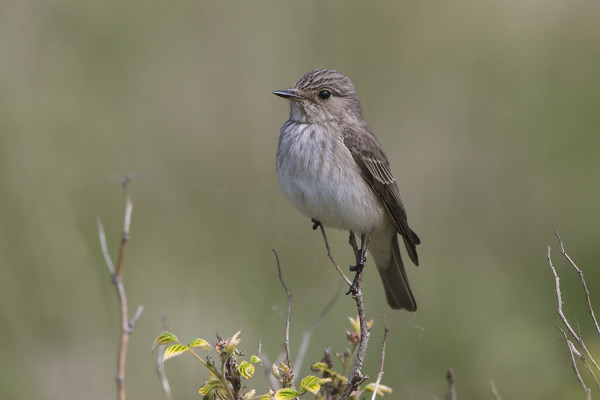HARMAASIEPPOJEN MUUTTO ON NYT VAUHDISSA, MUUTAMA KYMMENEN SAARESSA USEANA PÄIVÄNÄ