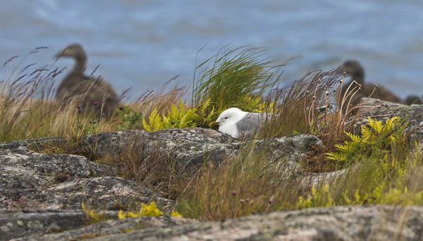 KESÄISTÄ SAARISTOA, KALALOKKI HAUTOO