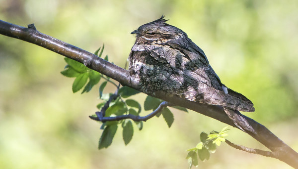 KEHRÄÄJÄ TORKKUI AVOIMESTI PIHLAJAN OKSALLA