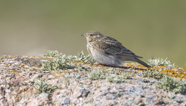 PARI KIURUPARIA PESINEE SAARESSA