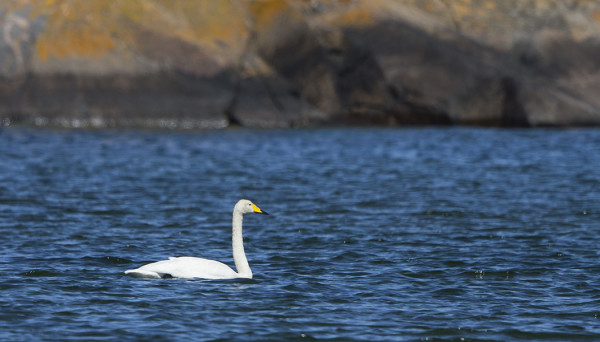 LAULUJOUTSEN ITÄRANNALLA KESÄKUUN PUOLIVÄLISSÄ