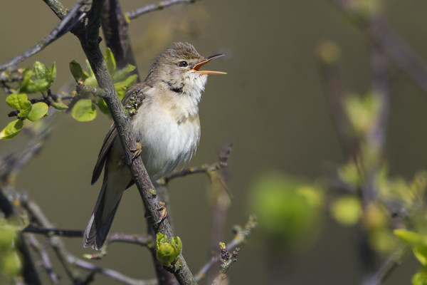 LUHTAKERTTUSET LAULAVAT INNOKKAASTI