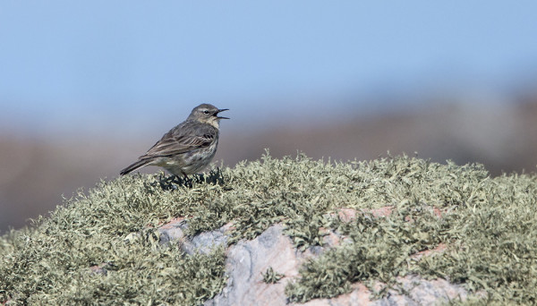 LUOTOKIRVINEN ETELÄKÄRJESSÄ