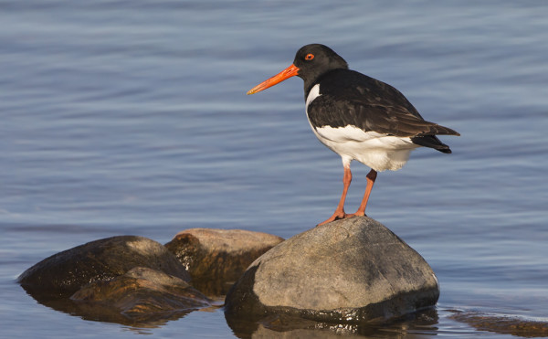 UTÖSSÄ PESII VAIN YKSI MERIHARAKKAPARI