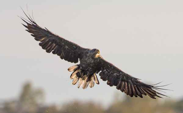 MERIKOTKALLA HAAHKANPOIKANEN JALOISSA