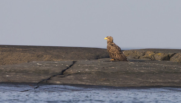MUUTAMA MERIKOTKA PÄIVYSTÄÄ LÄHILUODOILLA
