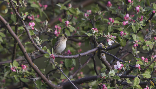 PIKKUKULTARINTA KÄVI SAMASSA OMENAPUUSSA KUIN KESÄKUUN ALUSSA 2011 - TÄSSÄ DOKUMENTTIKUVA TÄMÄN PÄIVÄN LINNUSTA