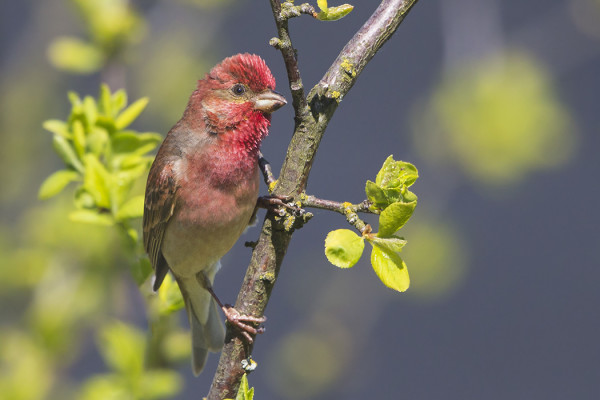 MUUTAMA PUNAVARPUNEN VIHELTELEE SAARESSA