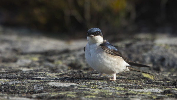RÄYSTÄSPÄÄSKYT HAKEVAT VIELÄ PESÄAINESTA
