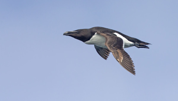 ...MUTTA RUOKKIKIN VOI OLLA HÄMÄÄVÄN RUSKEA, ILMEISESTI 2KV LINTU