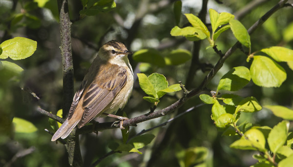 RUOKOKERTTUNEN SAUNAN LUOTA