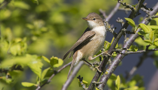 RYTIKERTTUNEN SAUNAN LUOTA, LAULOIKIN