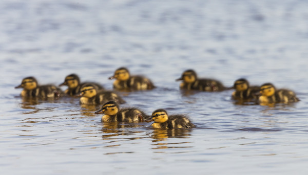 SINISORSAPOIKUE ITÄRANNALLA, EMO EI MAHTUNUT KUVAAN...