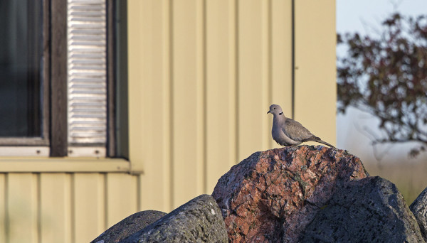 TURKINKYYHKY MAJATALO FÅGELLIN KULMILLA