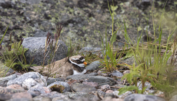 TYLLI HAUTOO NELJÄÄ MUNAANSA