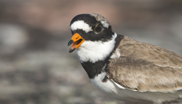 TYLLIEN PESINTÄ ON TUOTTANUT SAAREEN AINAKIN KOLME POIKUETTA