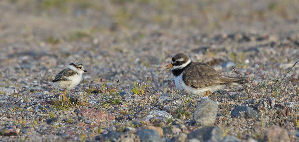 TYLLINPOIKASIA PIIPERTÄÄ AINAKIN KOLMESSA PAIKASSA