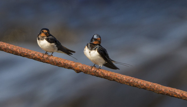HAARAPÄÄSKYJÄ PESII UTÖSSÄ MUUTAMA PARI