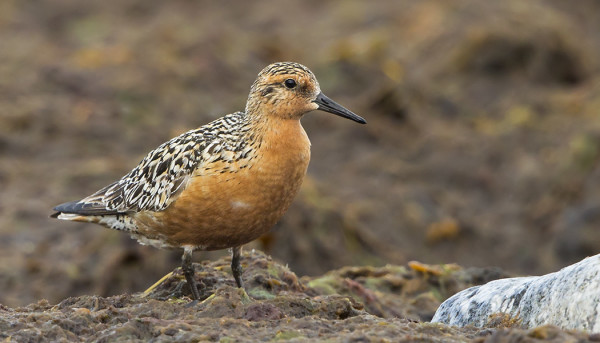VANHOJA ISOSIRREJÄ NÄKYY VIELÄ