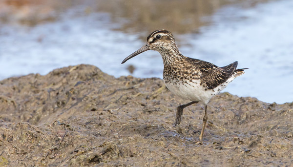JÄNKÄSIRRIÄINEN ITÄRANNALLA