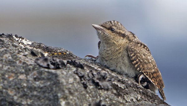 KÄENPIIKOJA ON PESINYT AINAKIN KAKSI PARIA KYLÄALUEELLA