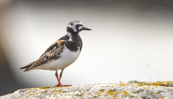 UTÖSSÄ PESII KOLME PARIA KARIKUKKOJA