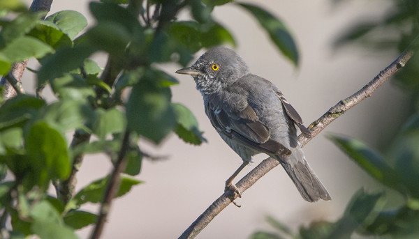 KIRJOKERTTU ON HANKALA KUVATTAVA