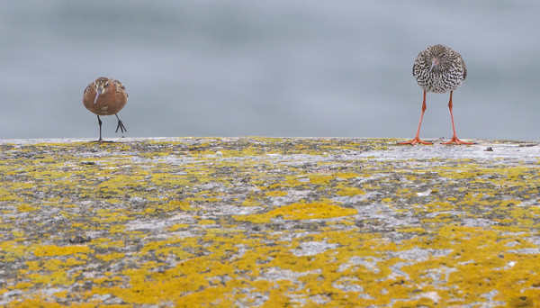 ENSIMMÄISET KUOVISIRRIT SAAPUIVAT