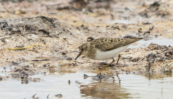LAPINSIRRIKIN EHTI JO UTÖHÖN