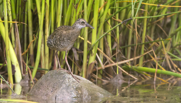 LUHTAKANA ON ONNISTUNUT TÄNÄKIN VUONNA PESINNÄSSÄÄN - KIITOS KAIKILLE HÄIRINNÄN VÄLTTÄMISESTÄ