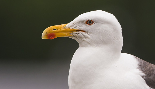 MERILOKKEJA ON NYT USEITA MM SAAREN SATAMASSA
