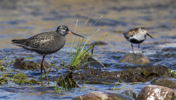 VIELÄ NÄKYY VANHOJA MUSTAVIKLOJAKIN