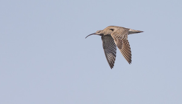 PIKKUKUOVIEN MUUTTO ON KÄYNNISSÄ