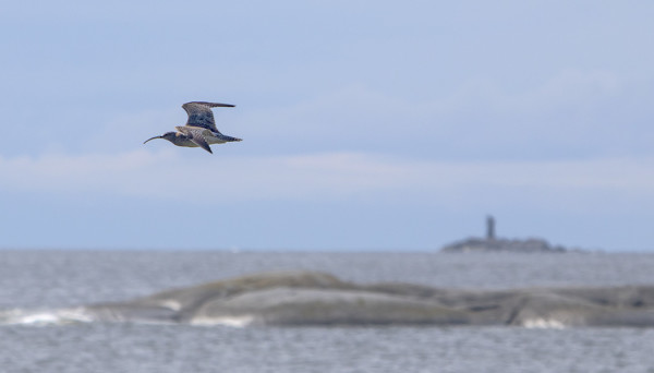 PIKKUKUOVEJA RIITTÄÄ JOKA PÄIVÄLLE