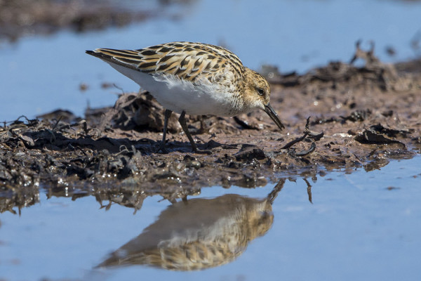 PIKKUSIRREJÄ ON MUUTAMIA