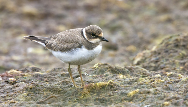 NUORI PIKKUTYLLI OLI YLLÄTTÄEN ILMESTYNYT ITÄRANNALLE