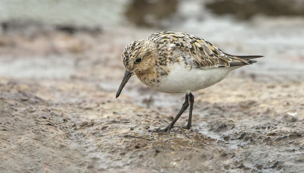 VAIHTOPUKUINEN AD PULMUSSIRRI ITÄRANNALLA