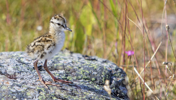 PUNAJALKAVIKLOJEN POIKASIA ON MONESSA PAIKASSA SAARTA