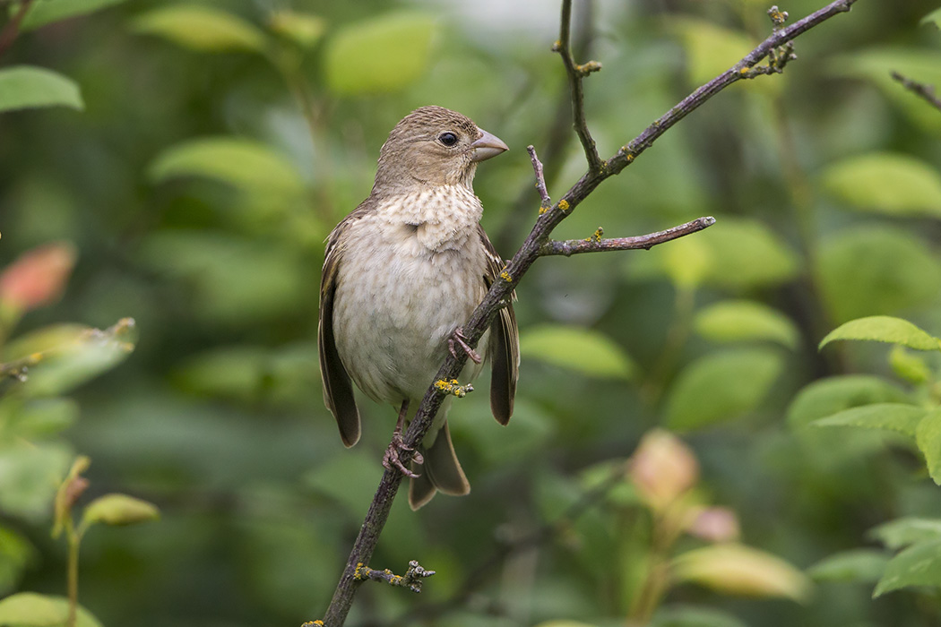 NAARASPUKUINEN PUNAVARPUNEN SAUNAPENSAASSAMME