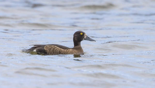 ITÄRANNALLA UI ISONOKKAINEN SOTKA, JOSSA TUKKA- JA LAPASOTKAN PIIRTEITÄ, ENEMMÄN KUITENKIN ENSINMAINITTUA