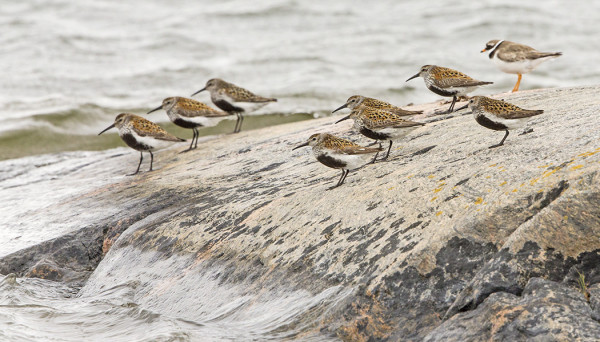 VANHOJA SUOSIRREJÄ MATKAA NYT ETELÄÄN