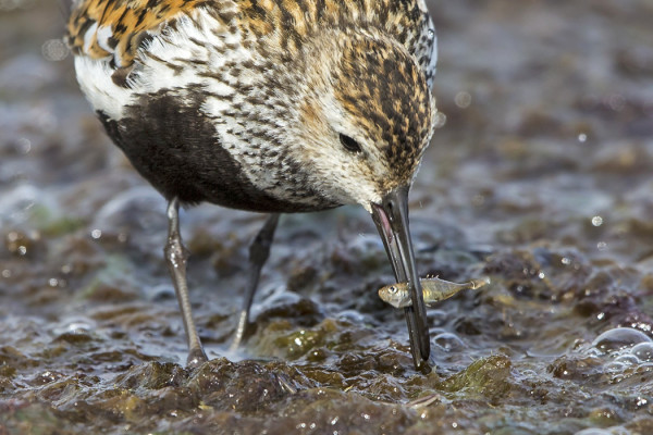 SUOSIRRI NAPPASI RUUAKSI KOLMIPIIKIN