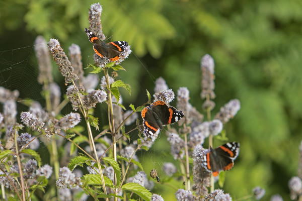 AMIRAALEJA ON PIHALLAMME RUNSAIN MITOIN