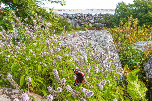 amiraali_06_Korppoo_08_15