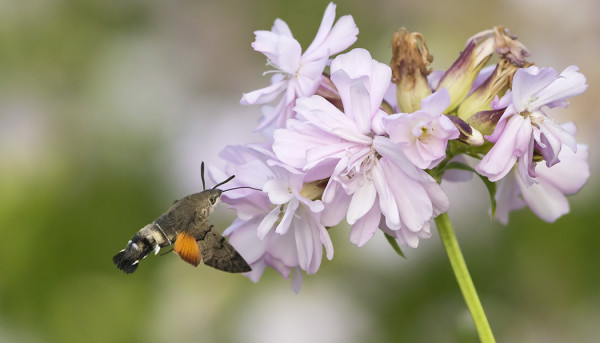 ETELÄNPÄIVÄKIITÄJÄT OVAT AINA YHTÄ HIENOJA