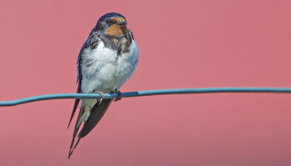 RANTAVAJAN SEINÄ ANTAA ERIKOISTA TAUSTAVÄRIÄ LINTUKUVIIN