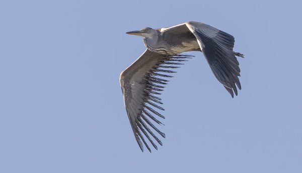 ERIKOISELLA TAVALLA "ALIKEHITTYNYT" OIKEA SIIPI HARMAAHAIKARALLA