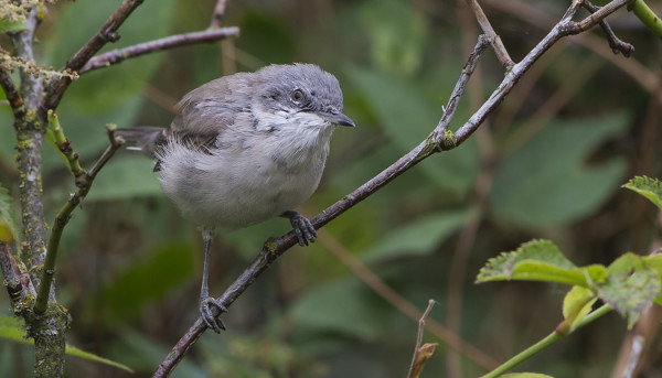HERNEKERTTU ON PESINYT SAARESSA