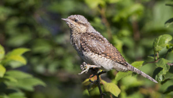 KÄENPIIKOJA ON EDELLEEN JOKUNEN SAARESSA